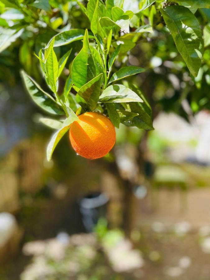 Il Giardino Di Iole Via Giovanni Amendola N36 Bed and Breakfast Sassari Exterior foto